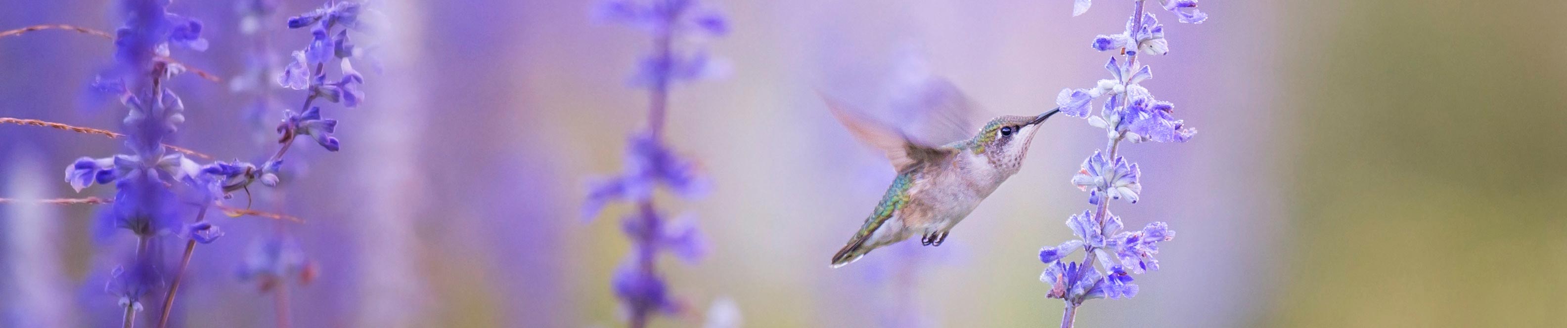 Hummingbird feeding from bright purple flowers.