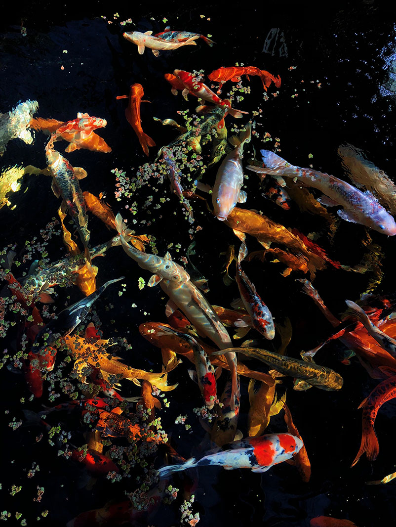 Large goldfish swimming around in a pond.