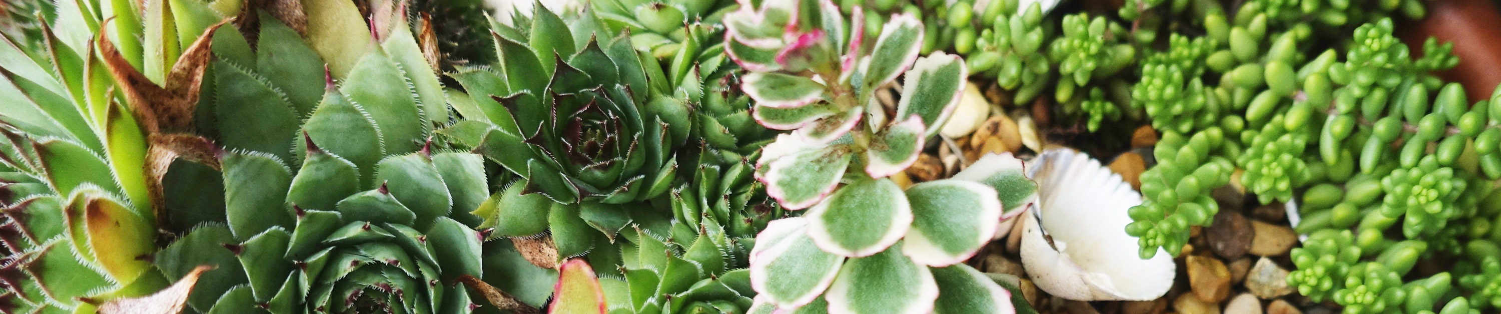 Closeup of various succelent plants.