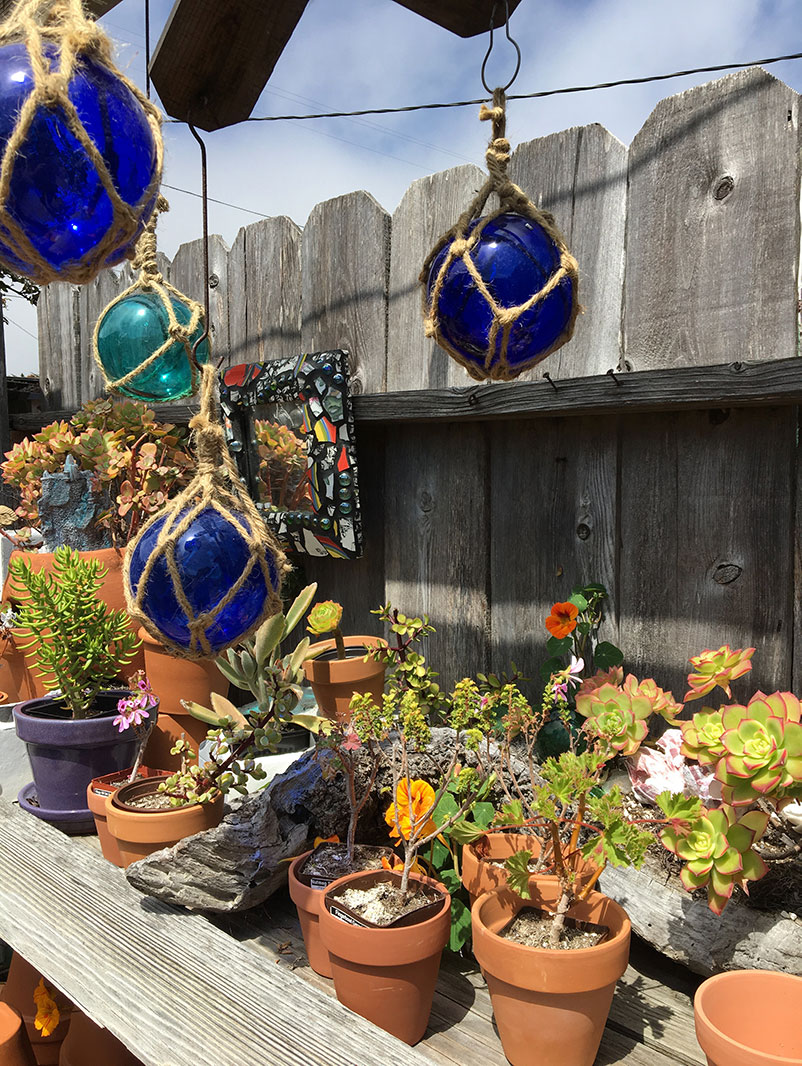Various succulents and hanging orbs for sale.